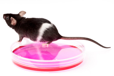 Animal Experimentation (articles)